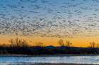 Bosque del Apache NWR, thousands of snow geese fly off to fields where they will feed for the day. Art Print